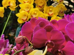 -双季花艺园艺市场(浦东店)
