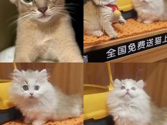 -欣宠猫屋·矮脚拿破仑·蓝金金渐层