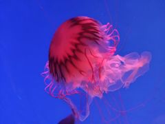 -芜湖新华联大白鲸海洋公园