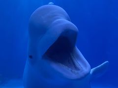 -多彩贵州城极地海洋世界