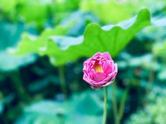 -陈家山荷花公园