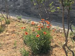 -洛阳市隋唐城遗址植物园