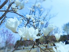 -西海子公园
