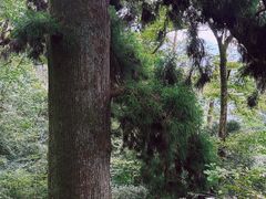 -天目山大树王景区