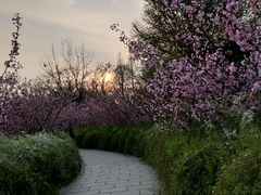 -上海共青森林公园