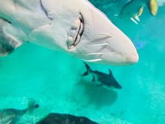 -太平洋海底世界