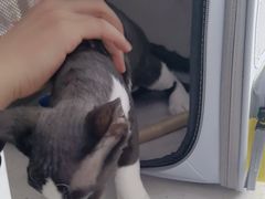-艾贝尔宠物医院·24H转诊中心·肿瘤猫专科(江宁双龙店)