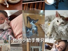 -山宅一喵德文卷毛猫舍