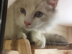超可爱的猫猫-喵屋coffee