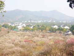 -香雪海