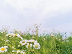 -海上花岛玫瑰园采摘