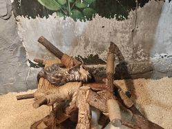 -Zoolung Zoolung动物主题公园(海信广场店)