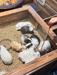 -酷嗒动物文化乐园(cutezoo西溪乐天城店)