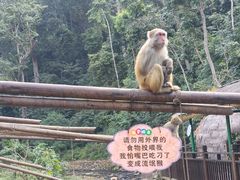 -西双版纳原始森林公园