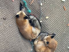 -西霞口神雕山野生动物世界