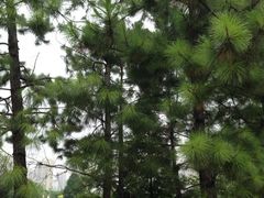 iphone_upload_pic-白塘生态植物园