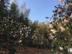 -邵阳沙角洞银杉森林公园
