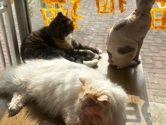 -平行世界·猫咖(首经贸店)