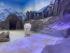 -海合安成都极地海洋公园