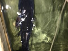 -柘林湖生态鱼馆