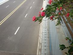 -中澳友谊花园