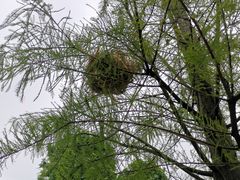 -映月湖公园