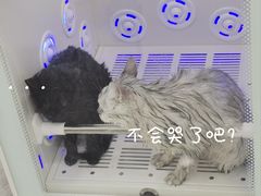 -爱洗澡的猫(天河路店)