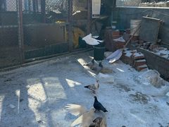 -鱼窝棚柴火铁锅炖(富山屯店)