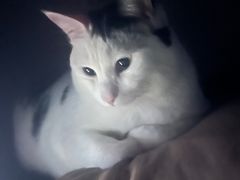 -宠颐生猫科·内科皮肤科(西平世纪城店)