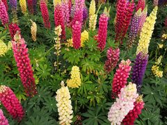 -南通洲际绿博园