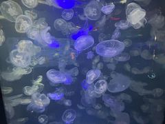 -重庆欢乐海底世界