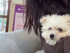 -宠爱国际动物医院·消化内科·心肾内科·ISFM猫友好(望京店)