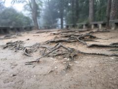 -庐山风景区花径公园
