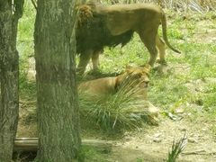 -新疆天山野生动物园
