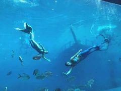 -瑞德姆美人鱼海底演艺主题餐厅(亚龙湾店)