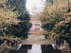 -武汉大学-樱园