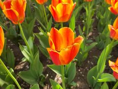 -长春公园(普阳街道)