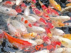 -聚福宝合苑食府(南头镇店)