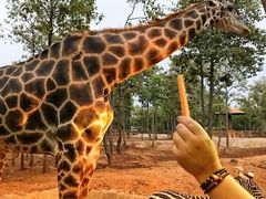 -清迈夜间动物园