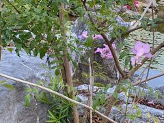 -东莞植物园