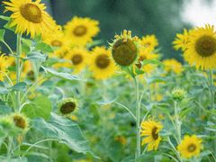 -杭州城北体育公园