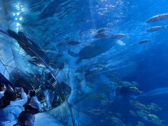 -太平洋海底世界