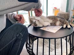 -喵屿·大理花园猫咖