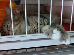 -我爱猫咪·猫咖·狗咖·安哥拉兔·羊驼咖(小寨华旗店)
