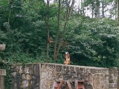 -黔灵山公园