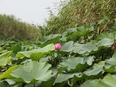 -白洋淀景区
