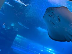 -太平洋海底世界