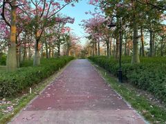 -芒洲湿地公园