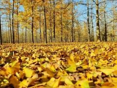 -四川大学(华西校区)