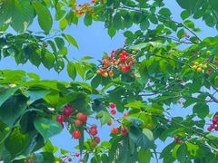 -樱桃山旅游景区